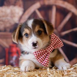 Pembroke Welsh Corgi Puppies from Big Sky Corgis