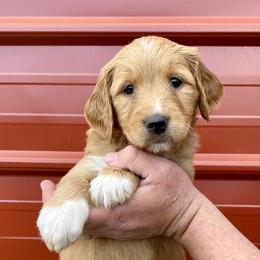 Goldendoodle Puppies from Cane Creek Goldendoodles