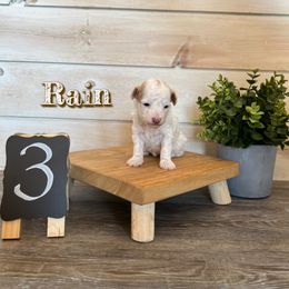 Goldendoodle and Poodle Puppies from Krispydoodle