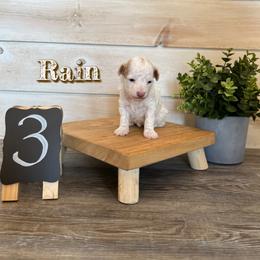 Goldendoodle and Poodle Puppies from Krispydoodle