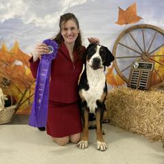 Dodge - Greater Swiss Mountain Dog