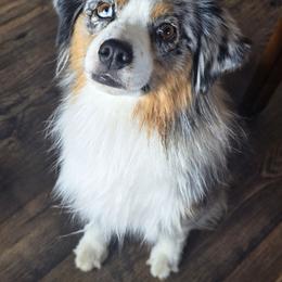 Banner - Miniature American Shepherd