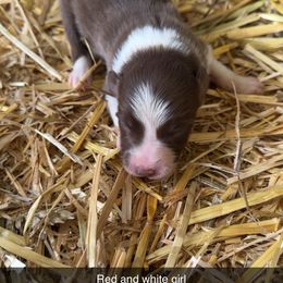 Red and white girl - Tri-color female Border Collie puppy in Grapeview, Washington from Athena’s Collies