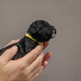 Labradoodle Puppies from SOLA Doodles