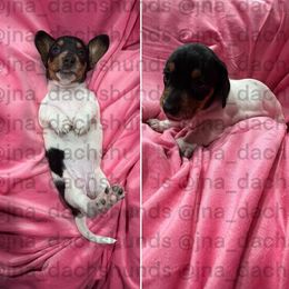 Black and white piebald - Piebald female Dachshund puppy in Tracy, California from JnA Dachshunds