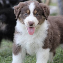 Willow - Red tri-color female Australian Shepherd puppy in Ceres, California from Knight's Aussies