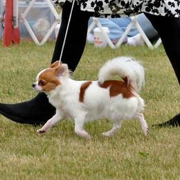 Kelsey - Chihuahua