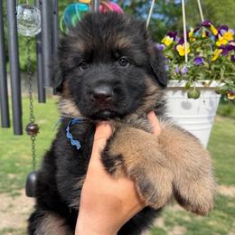 Dallas - Black and red male German Shepherd puppy in Harvard, Illinois from Aus Dem Meer German Shepherds