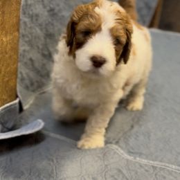 Bobby - male Newfypoo puppy in San Antonio, Texas from Mammoth Doodles