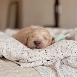 Jolene - Apricot female Goldendoodle puppy in Maricopa, Arizona from Desert Ridge Doodles