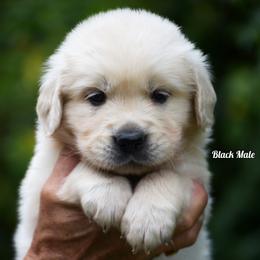 Streusel - Light golden male Golden Retriever puppy in Hagerstown, Maryland from Pinewood Acres Goldens