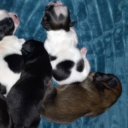 Shih Tzu and Yorkshire Terrier Puppies from Thorntons Fur Crew