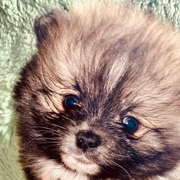 Noble Fur - Pomeranian puppy from Fairchild Fancy Pomeranians and Coachella Pomeranians