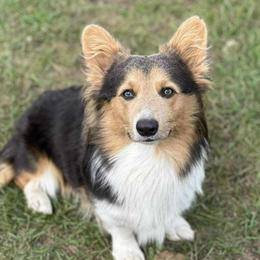 Topaz - Pembroke Welsh Corgi