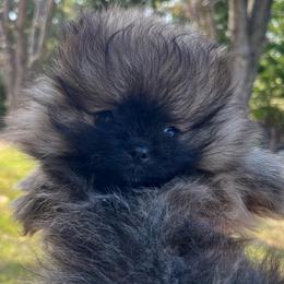 Leia - Beaver sable female Pomeranian puppy in Jefferson City, Missouri from MJ’s Pomeranians