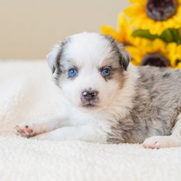 Marshmallow - Blue merle male Miniature Australian Shepherd puppy in Buna, Texas from R & C Kennels