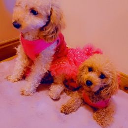 Biewer Terrier, Poodle, and Yorkshire Terrier All Grown Up from Tiny Paws Luxury Pets