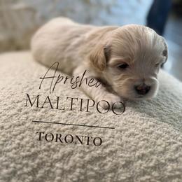 Toronto - White male Maltipoo puppy in Weatherford, Texas from Aprishew Maltipoo
