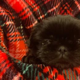 Shih Tzu Puppies from AKC Shih Tzu Champion Line Puppies