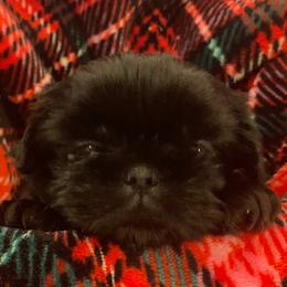 Shih Tzu Puppies from AKC Shih Tzu Champion Line Puppies