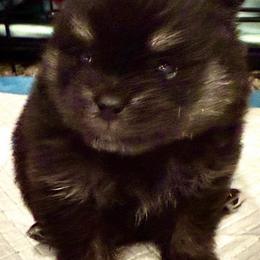 Boy 5 - Black and tan male Pomeranian puppy in Sherman, Texas from Wynter Wonderland Poms