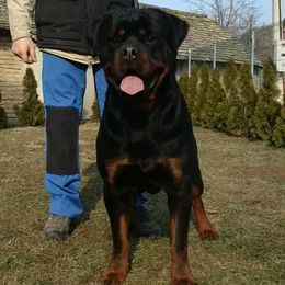 Teo - Rottweiler