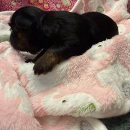 Netti - Black and tan female Shih Tzu puppy in Brevard, North Carolina from House of Little Lions