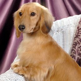 Dachshunds from Creamridge Dachshunds