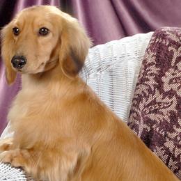 Dachshunds from Creamridge Dachshunds