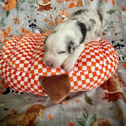 Cyser - Blue merle male Australian Shepherd puppy in Brookfield Township, Ohio from AussieLand Shepherds