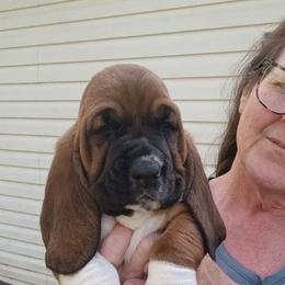Benny - Brown black and white male Basset Hound puppy in Imler, Pennsylvania from Happy Hounds