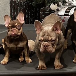 French Bulldogs from Lucky3 Frenchies