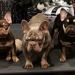 French Bulldogs from Lucky3 Frenchies