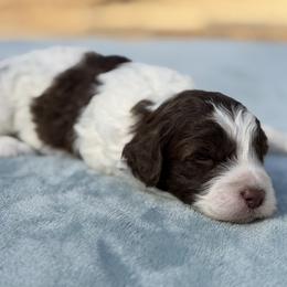 Fern - Brown and white female Bernedoodle puppy in Russellville, Arkansas from Crossgate Doodles