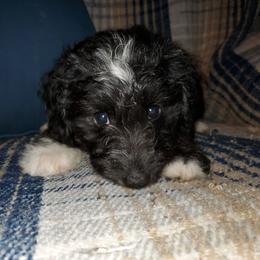 Auggie - Black and white male Sheepadoodle puppy in Bellevue, Iowa from Fluffy Wonders Poms and Doodles