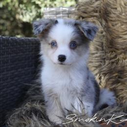 Rex - Blue merle male Australian Shepherd puppy in Grapeland, Texas from Smokin K Aussies