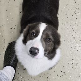 Angel - American Corgi