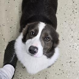 Angel - American Corgi