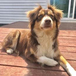 Miniature American Shepherd All Grown Up from Greenwood Acres Kennel