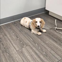 Peaches - Dachshund
