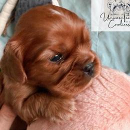 Axel - Ruby male Cavalier King Charles Spaniel puppy in Tucson, Arizona from Unicorn Tears and Cavaliers