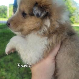 Edwin - Sable and white male Collie puppy in Mattoon, Illinois from Gold Leaf Collies