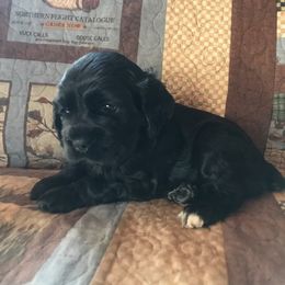 Cocker Spaniel Puppies from North Country Cockers