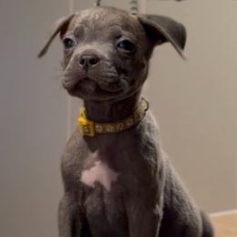 Salem - Gray brindle male Cane Corso puppy in Houston, Texas from Mortaio Cane Corso