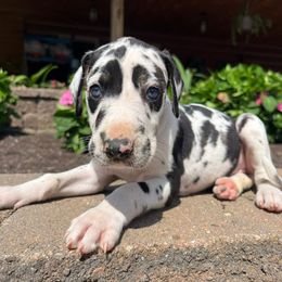 Grape - Harlequin female Great Dane puppy in Corsica, Pennsylvania from Ferguson Family Danes LLC