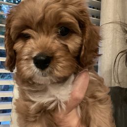 Sox - Red male Cavapoo puppy in Madera, California from Cali Cavaliers