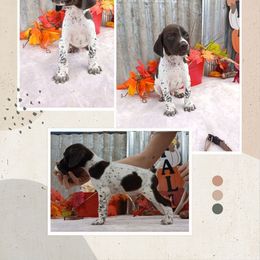 Boy 5 - Liver roan male German Shorthaired Pointer puppy in Laporte, Minnesota from Northern Odyssey Gun Dogs