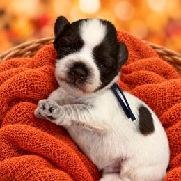 Benji - Parti male Miniature Schnauzer puppy in Magalia, California from NorCal Schnauzers