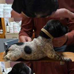 Girl 1 - Black roan female German Shorthaired Pointer puppy in Topeka, Kansas from Autumn Prairie Kennel