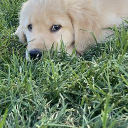 Golden Retriever Puppies from Rainy Day Goldens